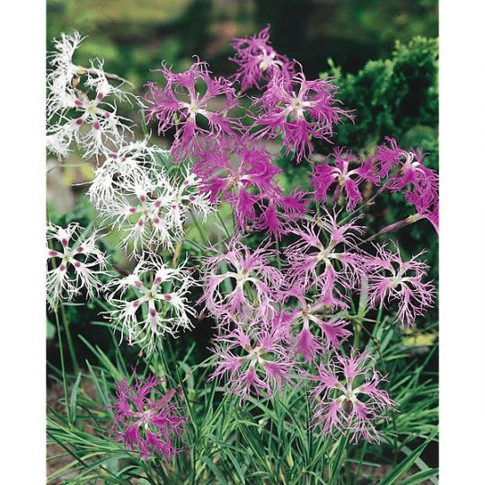 Des images de diff�rentes plantes